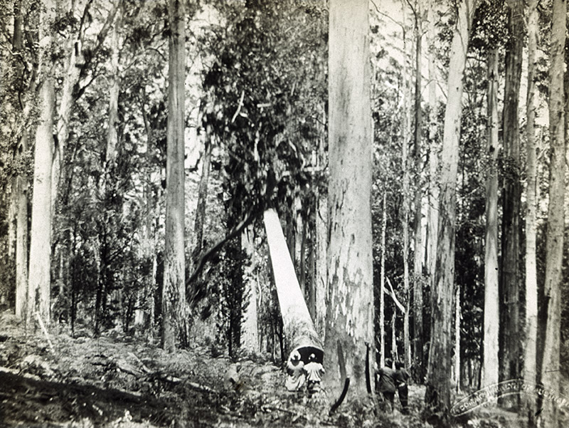 26 - Kauri Falling, WA.jpg - 26 - Kauri Falling, WA